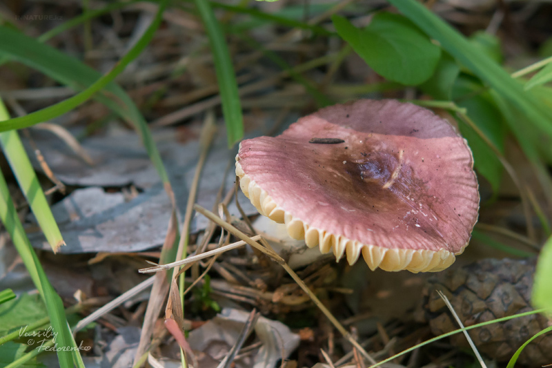 russula_04_6.jpg