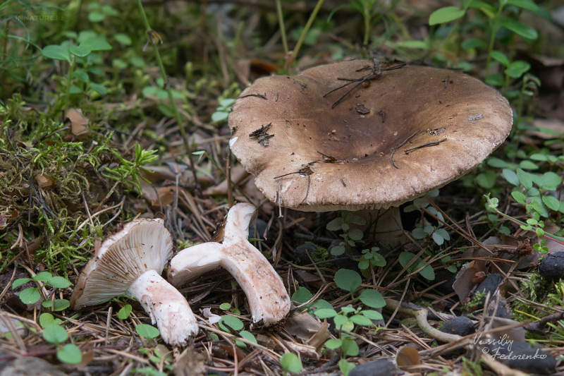 russula_04_7.jpg