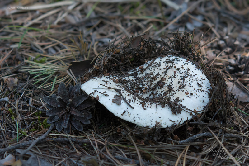 russula_04_8.jpg