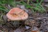 russula_04_t1.jpg