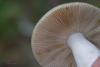 russula_04_t1_1.jpg