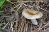 russula_04_t1_3.jpg