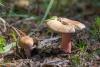 russula_04_t1_4.jpg