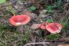 russula_04_t1_5.jpg