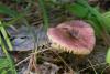 russula_04_t1_6.jpg