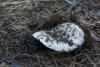 russula_04_t1_8.jpg