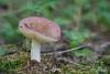 russula_04_t1_9.jpg