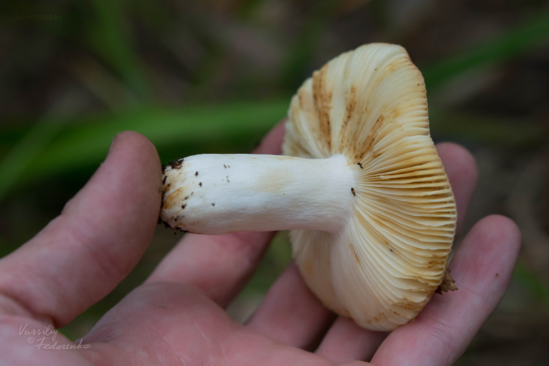 russula_05.jpg