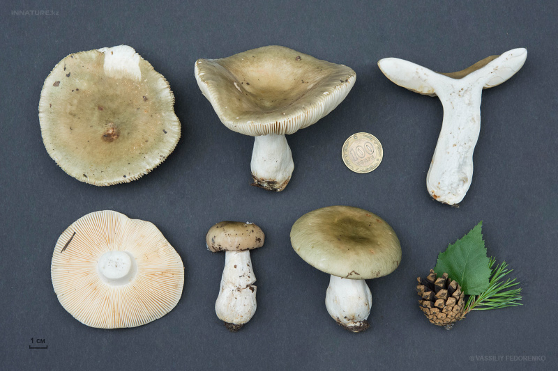 russula_05_10.jpg
