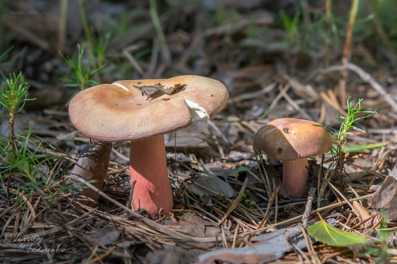 russula_05_3.jpg