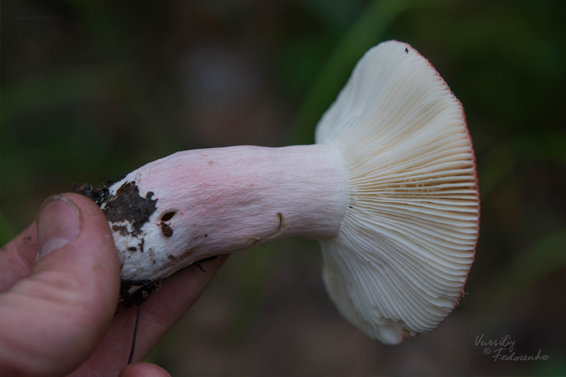 russula_05_4.jpg