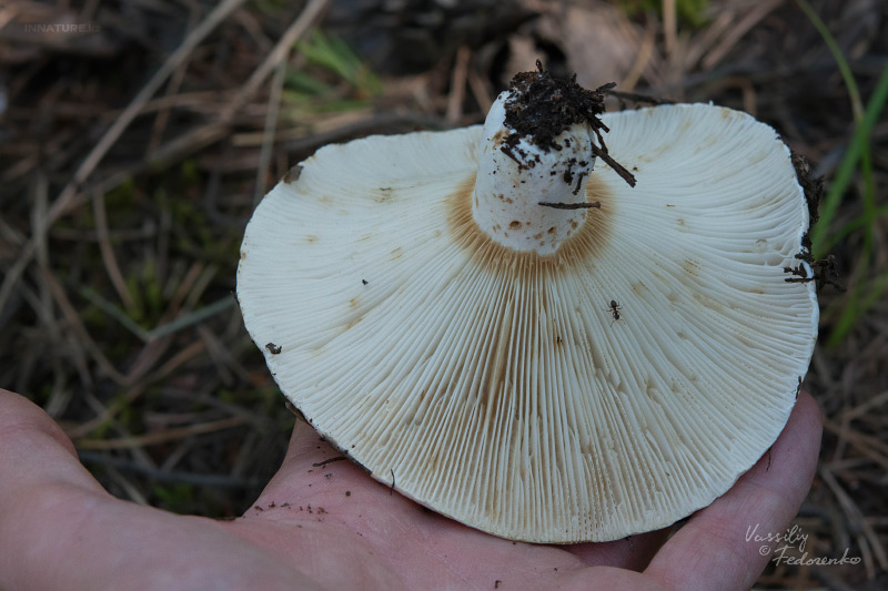 russula_05_6.jpg