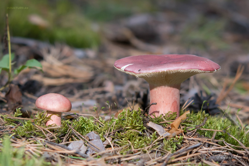 russula_05_7.jpg