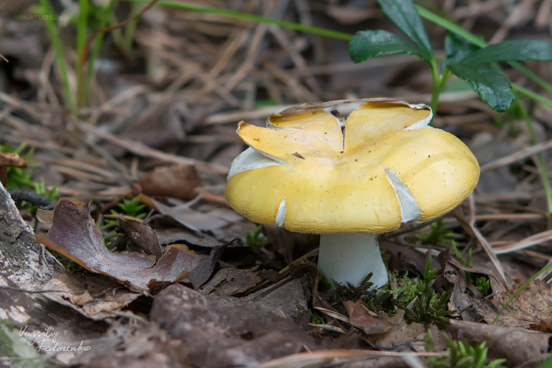 russula_05_8.jpg