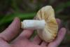 russula_05_t1.jpg