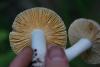 russula_05_t1_1.jpg