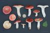 russula_05_t1_10.jpg