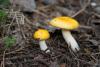 russula_05_t1_11.jpg