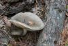 russula_05_t1_4.jpg