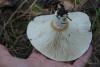 russula_05_t1_5.jpg