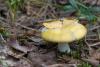 russula_05_t1_7.jpg