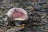 russula_05_t1_8.jpg