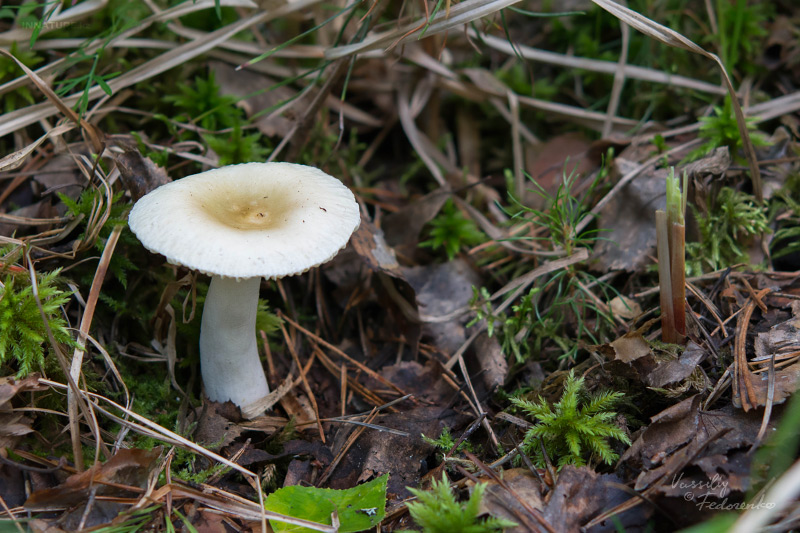 russula_06.jpg