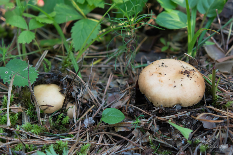 russula_06_1.jpg