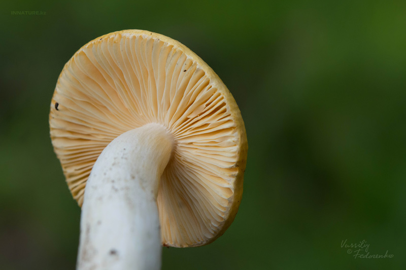 russula_06_2.jpg