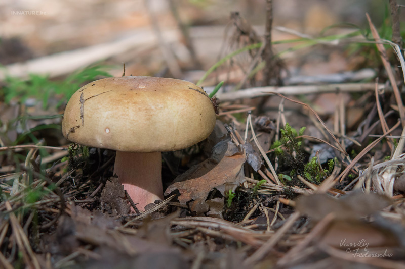 russula_06_3.jpg