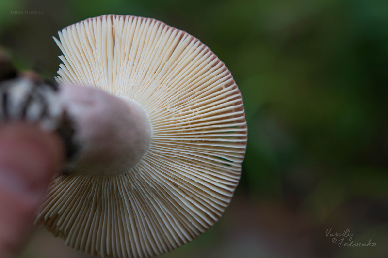 russula_06_4.jpg