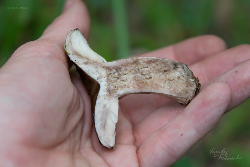 russula_06_5.jpg