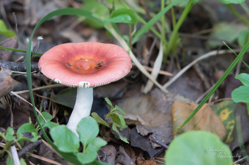 russula_06_6.jpg