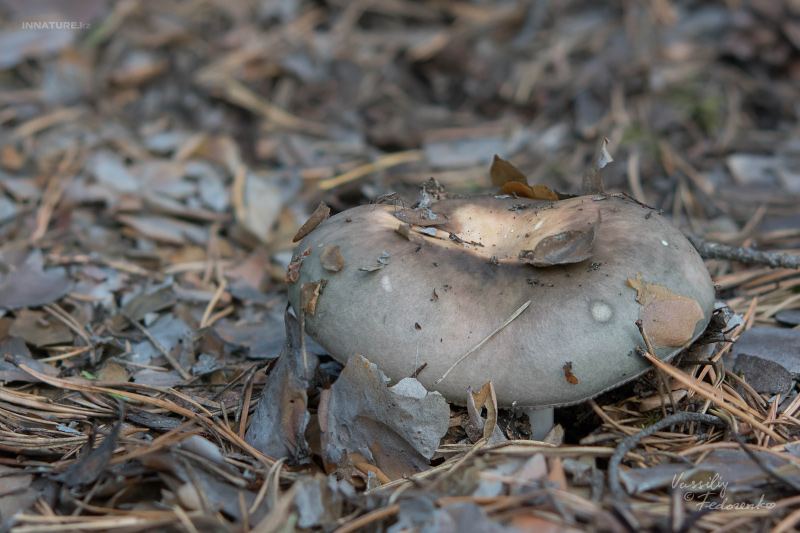 russula_06_7.jpg