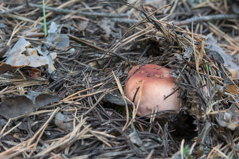 russula_06_9.jpg
