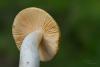 russula_06_t1_10.jpg