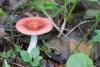 russula_06_t1_5.jpg