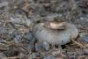 russula_06_t1_6.jpg