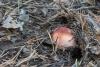 russula_06_t1_8.jpg