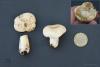 russula_06_t1_9.jpg