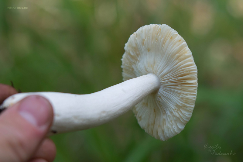 russula_07.jpg