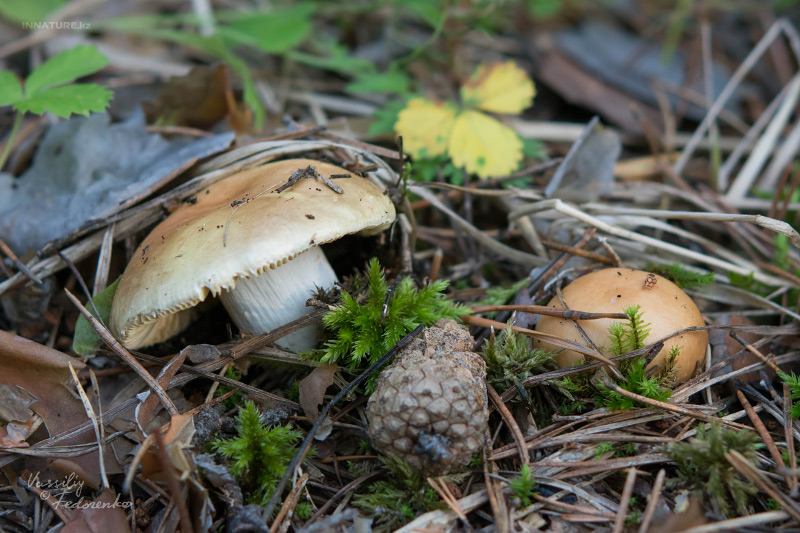 russula_07_1.jpg