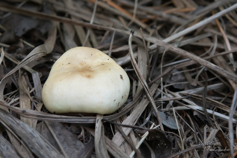 russula_07_10.jpg