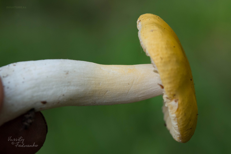 russula_07_2.jpg