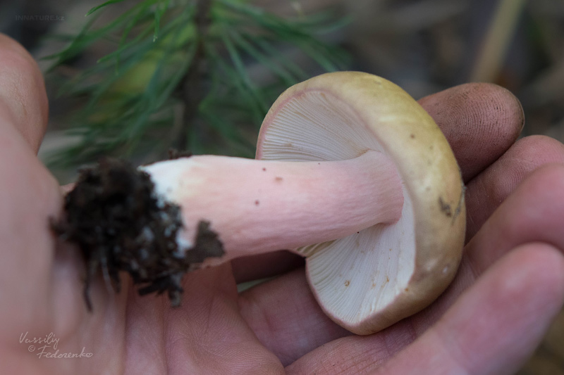 russula_07_3.jpg