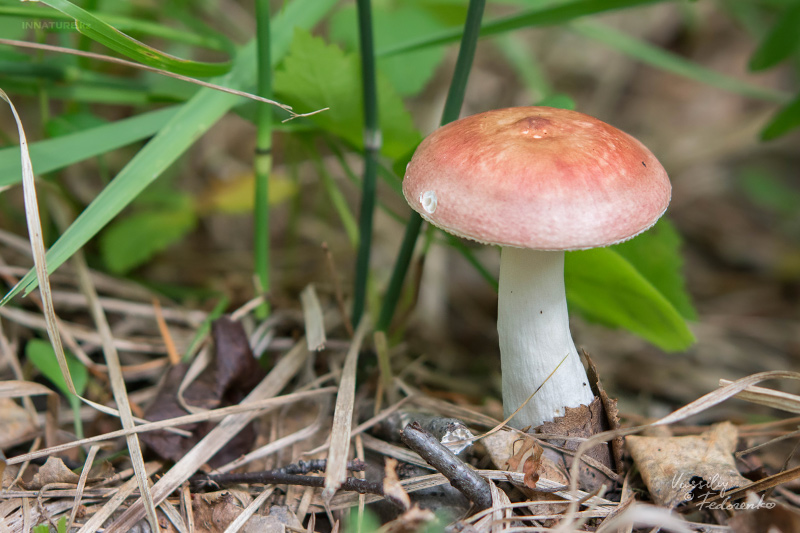 russula_07_4.jpg