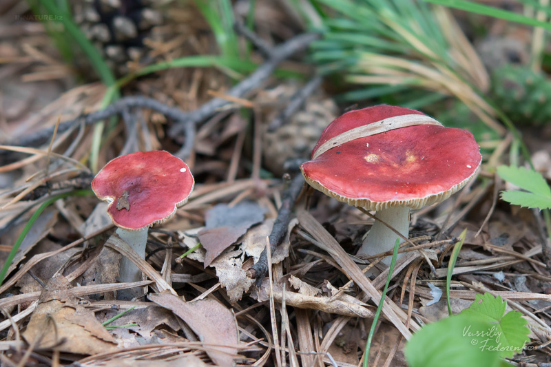 russula_07_5.jpg