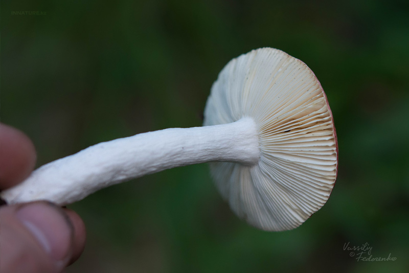 russula_07_6.jpg