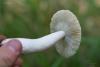 russula_07_t1.jpg