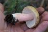 russula_07_t1_2.jpg